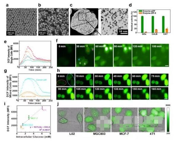 高内涵助力纳米材料新剂型研究-酶分子的胞内高效递送 催化和检测