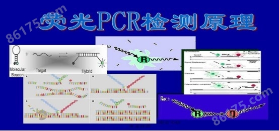 桃拉综合症病毒PCR进口检测试剂盒